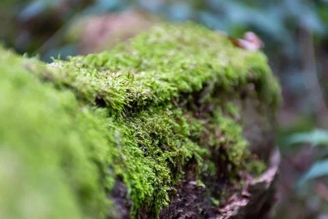 Trees covered with moss slow down their growth Stock Photos