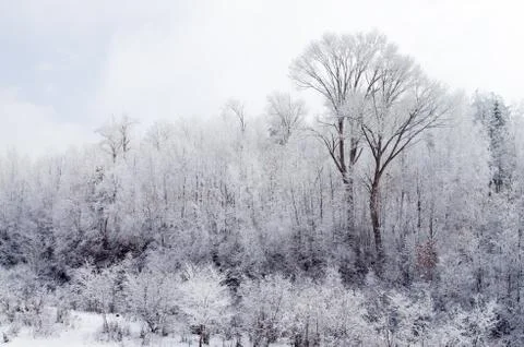 Trees covered with Stock Photos