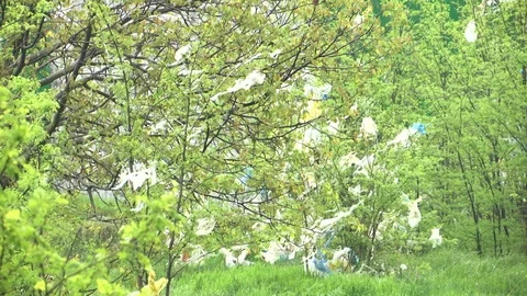 Trees Covered with Plastic Bags Video stock 88653830