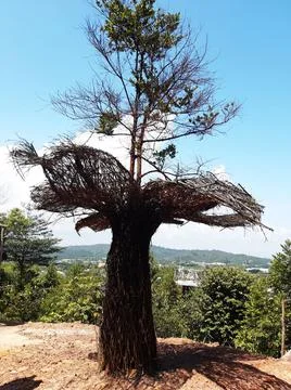 Trees covered with roots Stockfoto's
