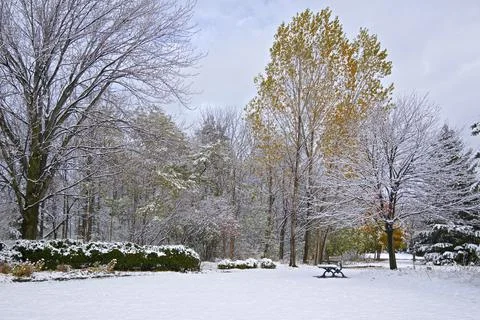 Trees covered in snow after recent snowfall in winter. Stock Photos