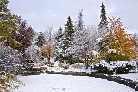 Trees covered in snow after a snowfall in the public park Stock Photos