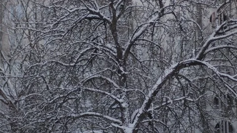 Trees covered in snow against the background of cars and a multi-storey building Видео 291779400