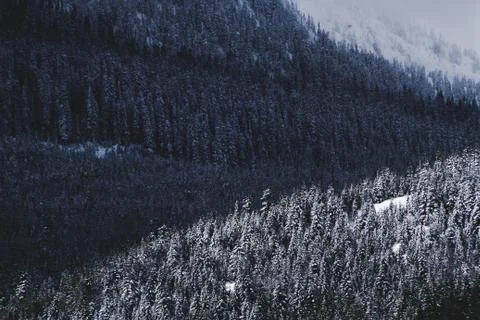 Trees covered in snow and shadow in winter Stock Photos