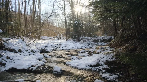 Trees covered in snow bent over running natural water at sunny day Stock Footage 301075949