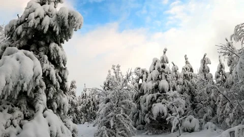 Trees covered with snow on a cloudy winter day Stock Footage 167228594