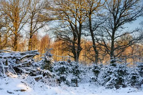 Trees covered in snow a crispy cold winter day in a forest. Picture from Eslov Stock Photos