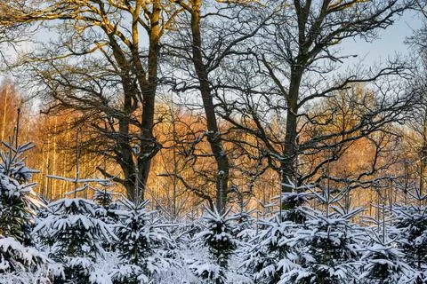 Trees covered in snow a crispy cold winter day in a forest. Picture from Eslov Stock Photos