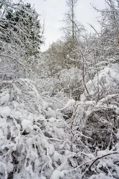 Trees covered in snow a crispy cold winter day. Picture from Scania, Sweden Stock Photos