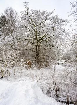 Trees covered in snow a crispy cold winter day. Picture from Scania, Sweden Stock Photos