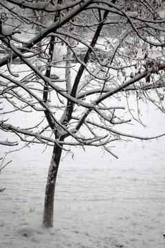 Trees covered with snow during a blizzard Stock Photos