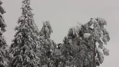 Trees covered with snow during winter with sky background Stock Footage 146638833