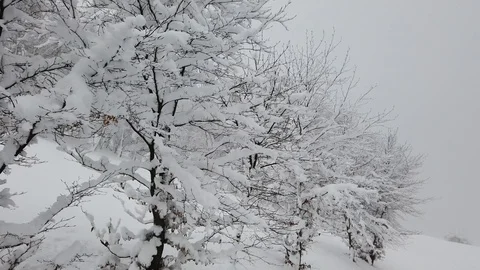 Trees covered with snow flakes after a snowfall. Alpine and winter contest 動画素材 120587675