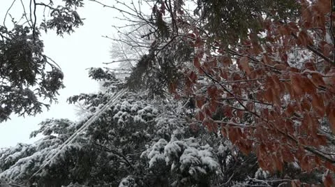 Trees Covered in Snow Vidéo 22027281