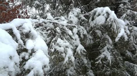 Trees Covered in Snow Vídeo Stock 22224840