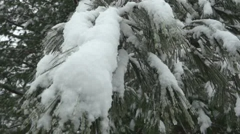 Trees Covered in Snow Stock Footage 22226738