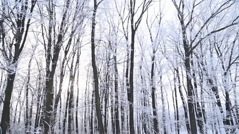 Trees covered with snow Stock Footage 71640182