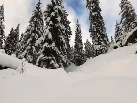 Trees covered with snow Stock Footage 72296754