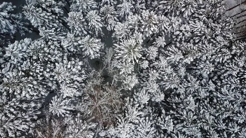 Trees covered in snow Stock Footage 73420869
