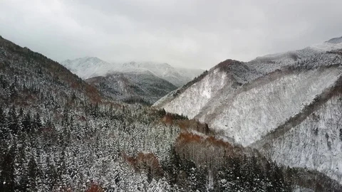 Trees covered in snow Stock Footage 73439092