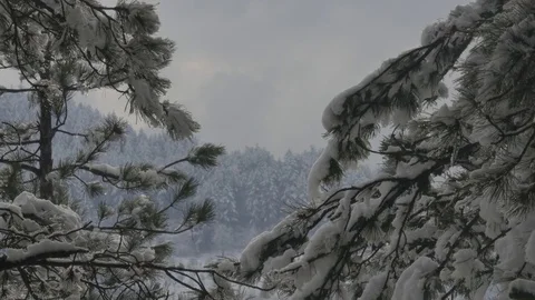 Trees covered with snow Stock-Footage 83323947