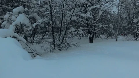 Trees covered with snow Stock Footage 101426590