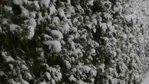 Trees covered with snow Stock Footage 149456898