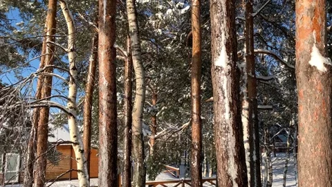 Trees covered with snow Video stock 172099126