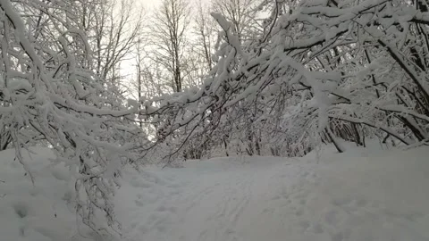 Trees covered in snow Stock Footage 194440307