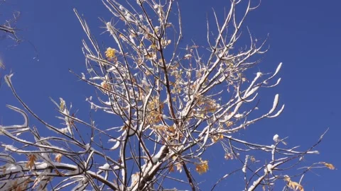 Trees covered by snow Stock Footage 318541158