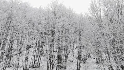Trees covered with snow in a forest Vidéo 267082379