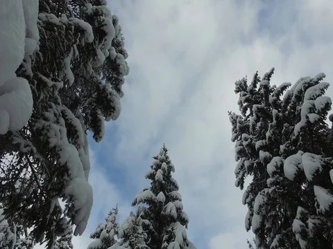 Trees covered with snow - Forest in mountain Stock Footage 72296846