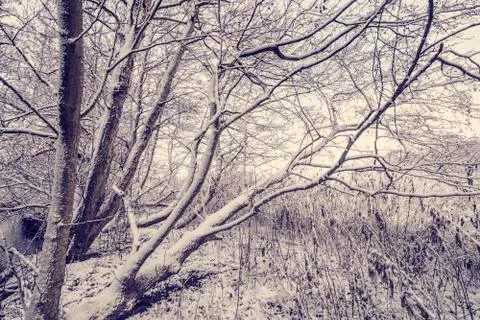 Trees covered with snow in the forest Stock Photos