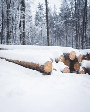 Trees covered with snow in a forest. Stock Photos