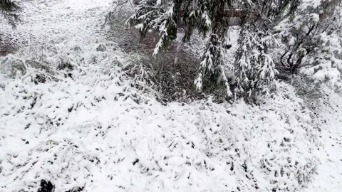 Trees covered with snow in forest, Winter landscape Stock Footage 227378123