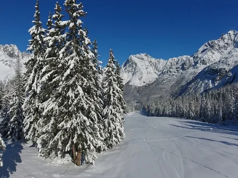 Trees covered with snow in high mountain Video stock 75465027