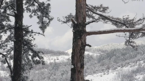 Trees covered with snow landscape Stock-Footage 83324907