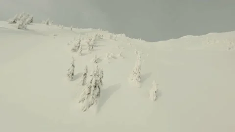 Trees covered with snow, lots of snow, drones flying to the top of the mountain Stock Footage 203854658