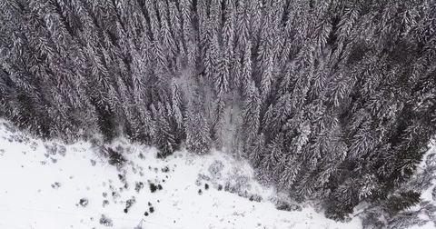 Trees Covered In Snow On A Mountain In Winter Stock-Footage 84999334