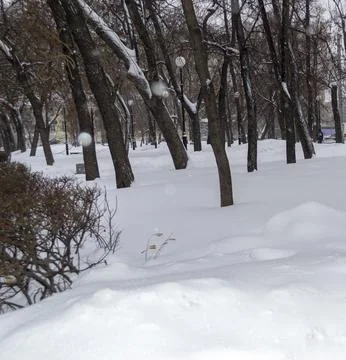 Trees Covered in Snow in a Park in Winter Foto stock
