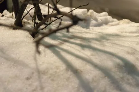 Trees Covered in Snow in a Park in Winter Foto stock