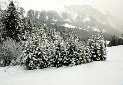 Trees covered with snow Stock Photos