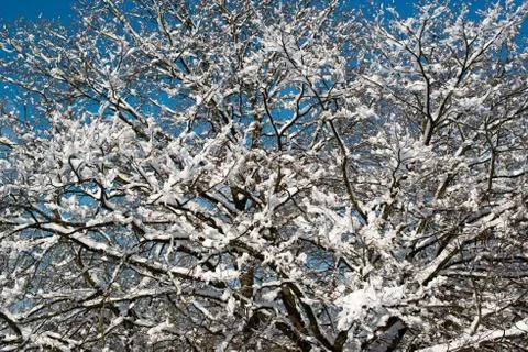 Trees covered with snow Stock Photos