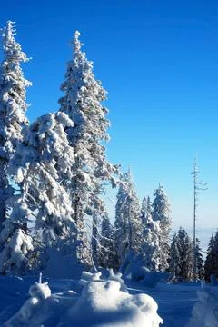 Trees covered with snow Stock Photos