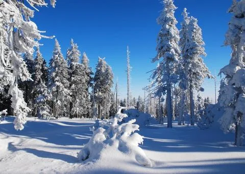 Trees covered with snow 库存照片