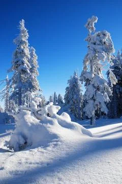 Trees covered with snow Stock Photos
