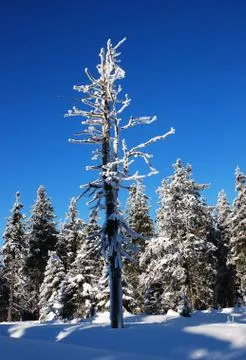 Trees covered with snow Stock Photos