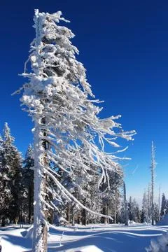 Trees covered with snow Stock Photos