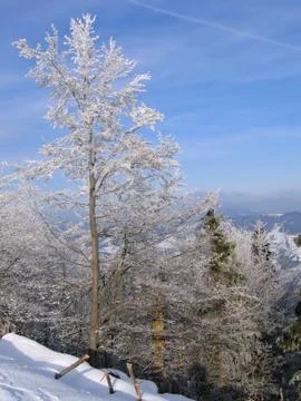 Trees covered by snow Stock Photos