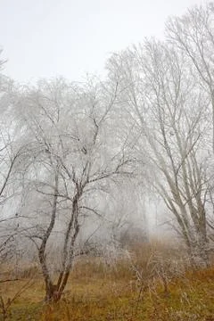 Trees covered with snow Stock Photos